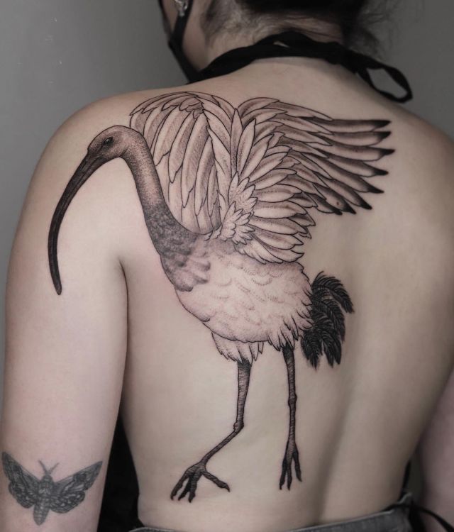 Beautiful Ibis Tattoo on Back