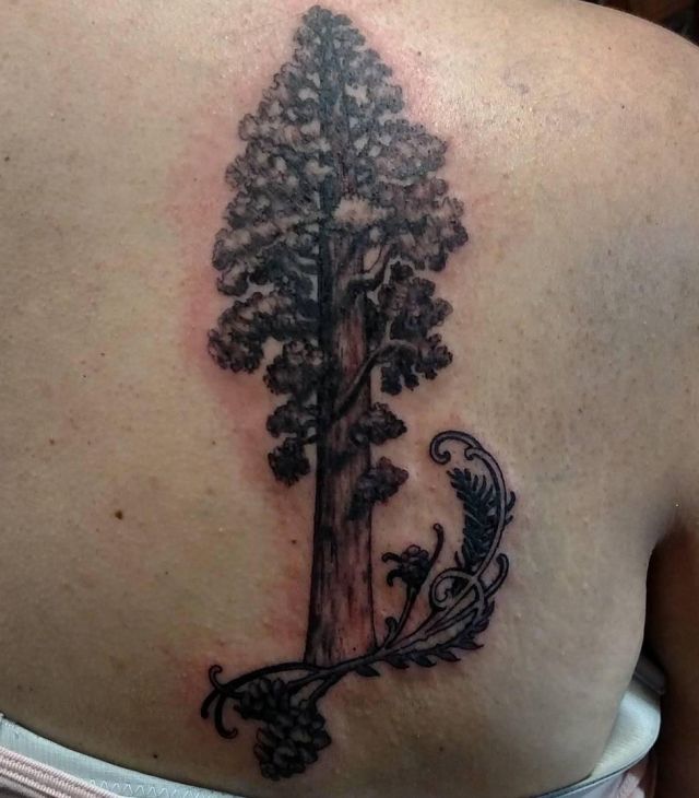 Elegant Sequoia Tree Tattoo on Shoulder Blade