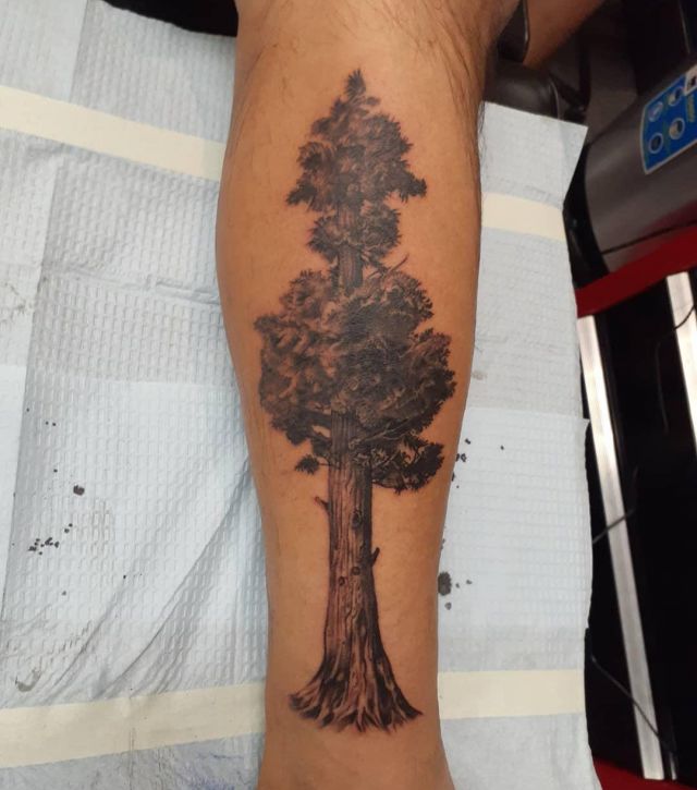 20 Pretty Sequoia Tree Tattoos You Will Love